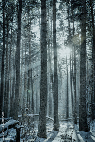 Fotoboard na płycie Magiczny zimowy las