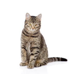 cat sitting in front and looking at camera. isolated on white 