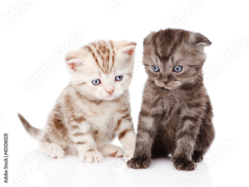 Naklejka - mata magnetyczna na lodówkę two scottish kittens. isolated on white background