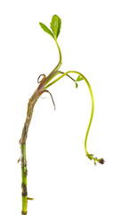 Canvas Print - Bog-bean, Menyanthes trifoliata not yet in bloom isolated