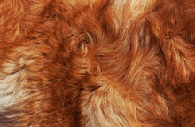 Macro Wool Bright-red Dog