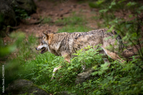 Fotoboard na płycie Szary / eurazjatycki wilk (canis lupus)