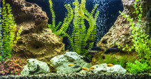 Ttropical Freshwater Aquarium With Fishes