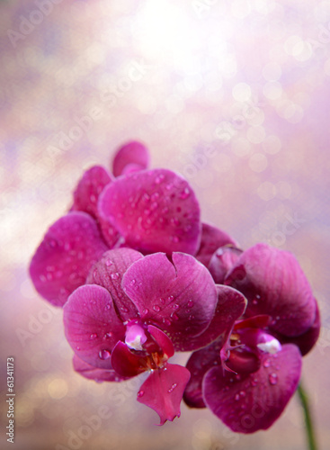 Plakat na papierze fotorealistycznym Piękna kwitnąca orchidea na jasnym tle koloru
