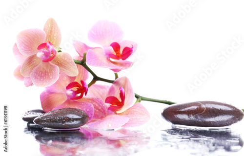 Plakat na papierze fotorealistycznym Kompozycja z piękną kwitnącą orchideą z kroplami wody i