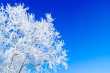 Fototapeta Przestrzenne - background snow tree