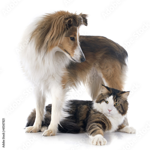 Fototapeta na wymiar shetland dog ans maine coon cat