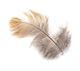 pigeon feather on white background