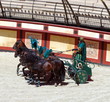 Gladiator-chariot race