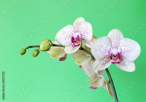 Plakat na papierze fotorealistycznym Orchidea