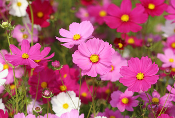 beautiful cosmos flower