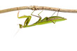 Mantis isolated on a white background