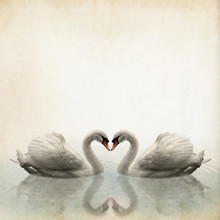 A Pair Of Swan Vintage Background