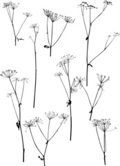 Canvas Print - set of nine dry autumn plants isolated on white