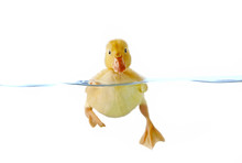 Cute Yellow Duckling Swimming In Water