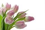 Fototapeta Tulipany - Mokre tulipany