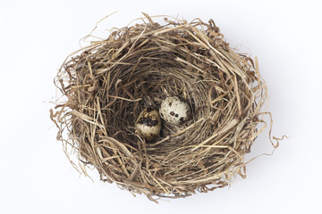 two eggs in a nest