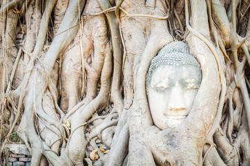 Wall Mural - Buddha head statue under root tree in ayutthaya Thailand