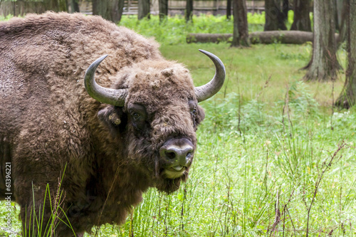 Fotografie, Obraz Bialowieski National Park - Poland. Aurochs head.