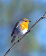 Canvas Print - Robin