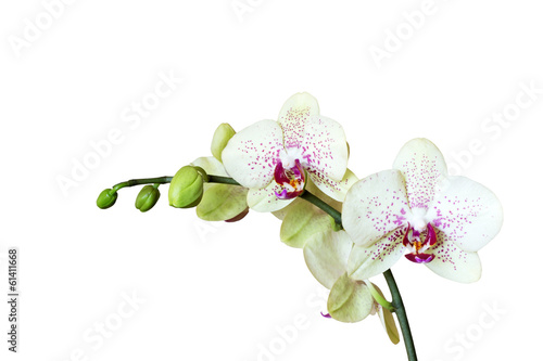 Obraz na płótnie canvas dwuczęściowy "dyptyk" Orchidea
