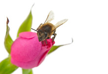 Bee And Pink Rose Isolated