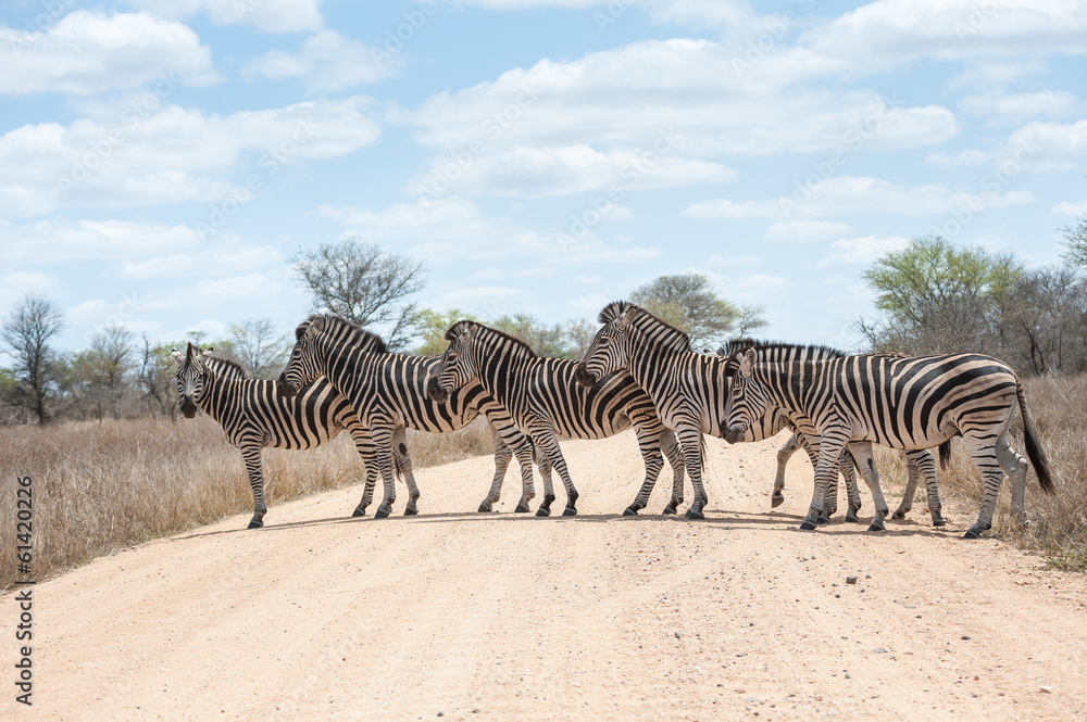 Zebra crossing road, Kruger National Park, South Africa - obrazy, fototapety, plakaty 