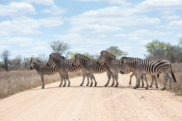 zebra crossing road, kruger national park, south africa
