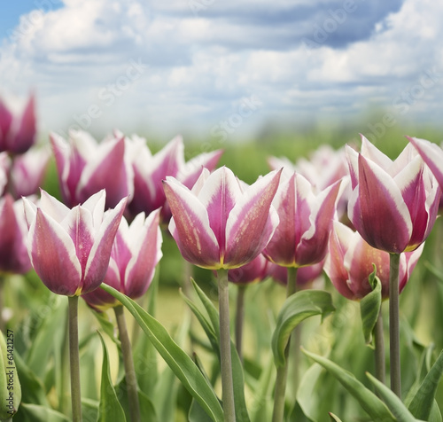 Obraz w ramie Red And White Tulips