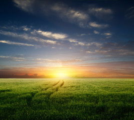 Poster - young wheat field at sunset