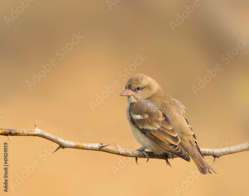 Naklejka samoprzylepna Żeński wróbel (passer domesticus)