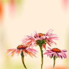 Oil Painting. Echinacea. Greeting Card.