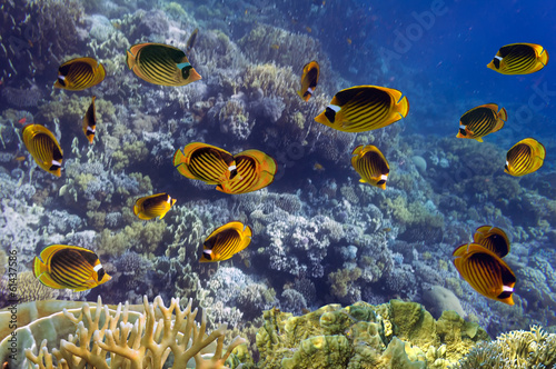 Fotoboard na płycie Szkoła ryb: red sea szop rybfish na rafy koralowej