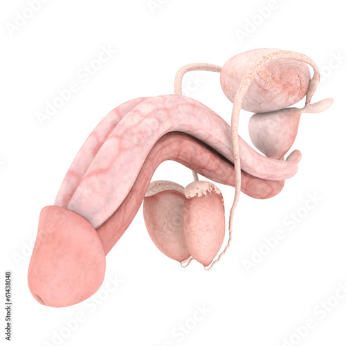 Naklejka na meble model of male reproductive system