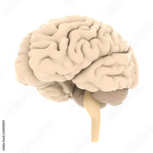 Naklejka na kafelki model of the brain