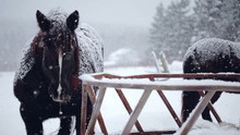 Horses Eating Hay During A Winter Snowstorm