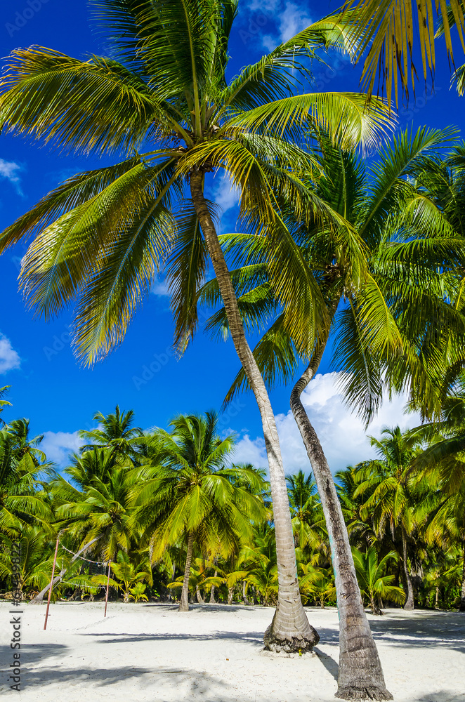 Beautiful palms on sandy Caribbean beach in Dominicana - obrazy, fototapety, plakaty 