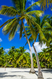 Fototapeta Fototapety z morzem do Twojej sypialni - Beautiful palms on sandy Caribbean beach in Dominicana