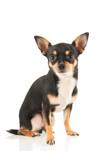 Chihuahua Isolated Over White Background