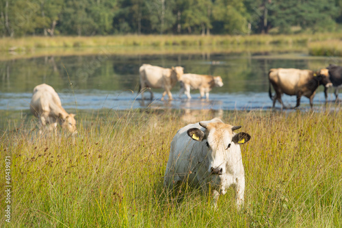 Obraz na płótnie canvas czteroczęściowy "tetraptyk" Krajobraz natura z krowami w wodzie