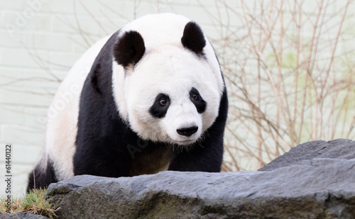 Board z aluminiowym obramowaniem Wielki niedźwiedź panda