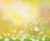 Fototapeta  - Vector sunshine  background with white dandelions.