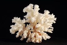 Coral Skeleton Isolated On Black