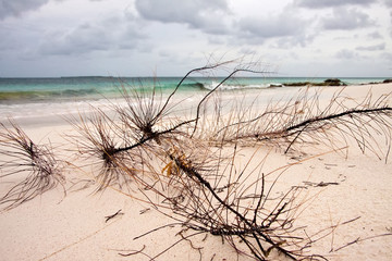 Wall Mural - Branches at the beach