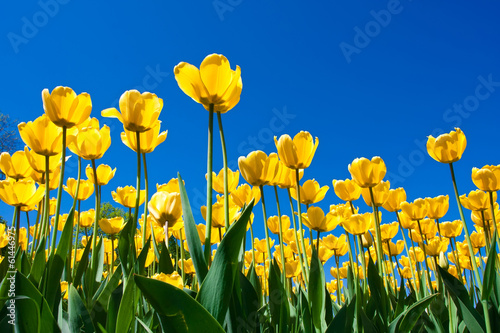 Plakat na papierze fotorealistycznym Kwiaty tulipanów