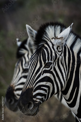 Board z aluminiowym obramowaniem Zebra im etosha park, namibia