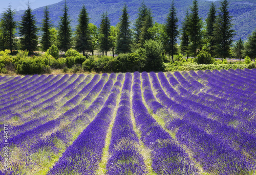Board z aluminiowym obramowaniem Kwiat lawendy blooming.summer background.provence, france.