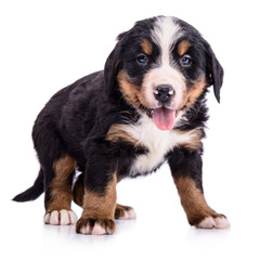 Wall Mural - Puppy Bernese Mountain Dog