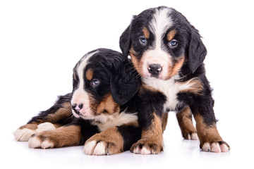 Wall Mural - puppies Bernese Mountain Dog