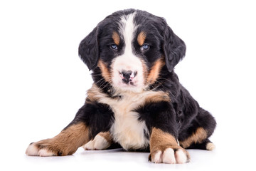 Wall Mural - Puppy Bernese Mountain Dog